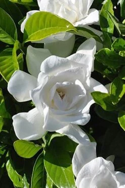 Summer Snow Gardenia - 3 Gallon Pot -Garden Plants gardenia jasminoides summer snow 4