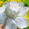Gold Doubloon Gardenia - 6 Pack Of 1 Gallon Pots 2 Gold Doubloon Gardenia - 6 Pack Of 1 Gallon Pots -Garden Plants gardenia ogon no hana gold doubloon 10 2