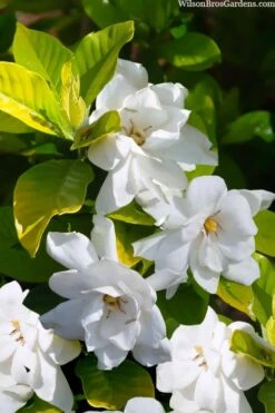 Gold Doubloon Gardenia - 3 Gallon Pot 10 Gold Doubloon Gardenia - 3 Gallon Pot -Garden Plants gardenia ogon no hana gold doubloon 3