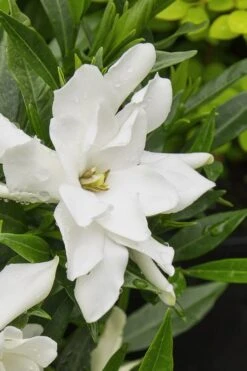Radicans Creeping Dwarf Gardenia - 6 Pack Of 1 Gallon Pots -Garden Plants gardenia radicans 22