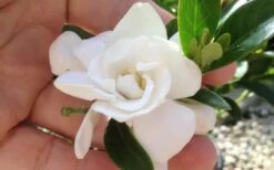 Jubilation Gardenia - 6 Pack Of 1 Gallon Pots -Garden Plants gardeniajubilation 1