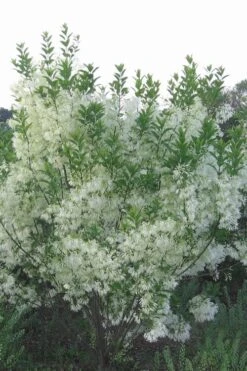 Grancy Graybeard - White Fringe Tree - 3 Gallon Pot -Garden Plants grancy graybeard tree 33