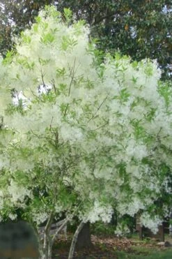 Grancy Graybeard - White Fringe Tree - 3 Gallon Pot -Garden Plants grancy graybeard tree flowers 22 500x750 1