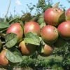 Combination Cider Apple Tree (3 Varieties) -Garden Plants granniwinkle 1