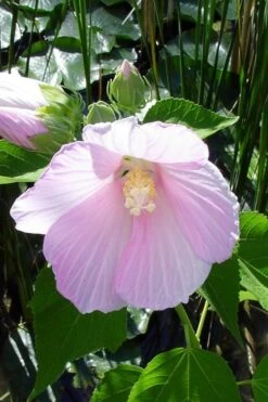 Rose Mallow Hardy Hibiscus (Hibiscus Moscheutos) - 6 Pack Of 2.5 Quart Pots -Garden Plants hibiscus mosheutos swamp rose mallow 1