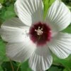 Rose Mallow Hardy Hibiscus (Hibiscus Moscheutos) - 6 Pack Of 2.5 Quart Pots -Garden Plants hibiscus mosheutos swamp rose mallow 10