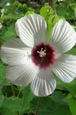 Rose Mallow Hardy Hibiscus (Hibiscus Moscheutos) - 6 Pack Of 2.5 Quart Pots