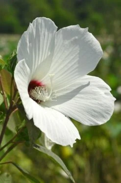 Rose Mallow Hardy Hibiscus (Hibiscus Moscheutos) - 6 Pack Of 2.5 Quart Pots -Garden Plants hibiscus mosheutos swamp rose mallow 7