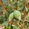 Ramsey Guava 1 Ramsey Guava -Garden Plants how to grow pineapple guava feijoa feature 24034da0 14c5 469f a6d0 4e2c550b3709