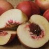 Spice Zee NectaPlum™ 2 Spice Zee NectaPlum™ -Garden Plants httpraintreenursery.netpc357 02