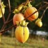 Saijo Persimmon -Garden Plants httpraintreenursery.netpd260 01