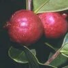 Chilean Guava -Garden Plants httpraintreenursery.netpj370 01 gigapixel standard scale 6 00x f7aebaa5 0173 44b7 bd25 672bc05c5819