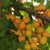 Hunza Apricot -Garden Plants hunza apricot