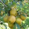 Hudson's Golden Gem Apple -Garden Plants husdon gigapixel standard scale 6 00x f9128a9d 8164 44ce b011 ef80ba502dff