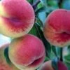 HW 272 Peach -Garden Plants hw 272 peach