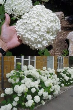 Annabelle Hydrangea - 3 Gallon Pot 18 Annabelle Hydrangea - 3 Gallon Pot -Garden Plants hydrangea annabelle 2 500x750 1