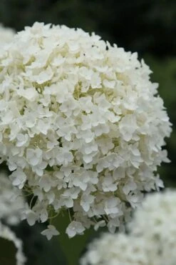 Annabelle Hydrangea - 3 Gallon Pot 16 Annabelle Hydrangea - 3 Gallon Pot -Garden Plants hydrangea arborescens annabelle 12