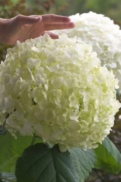 Incrediball Smooth Hydrangea - 3 Gallon Pot -Garden Plants hydrangea arborescens incrediball 10