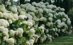 Incrediball Smooth Hydrangea - 3 Gallon Pot -Garden Plants hydrangea arborescens incrediball 12