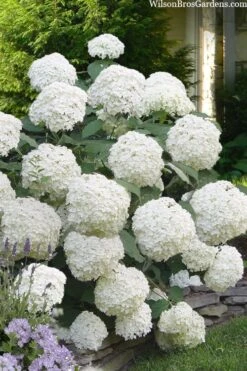 Incrediball Smooth Hydrangea - 3 Gallon Pot -Garden Plants hydrangea arborescens incrediball 16