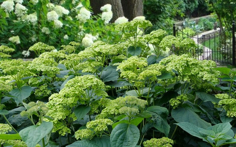 Invincibelle Sublime Smooth Hydrangea - 3 Gallon Pot 11 Invincibelle Sublime Smooth Hydrangea - 3 Gallon Pot - Image 9