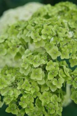 Invincibelle Sublime Smooth Hydrangea - 3 Gallon Pot 14 Invincibelle Sublime Smooth Hydrangea - 3 Gallon Pot -Garden Plants hydrangea arborescens invincibelle sublime 3