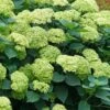 Invincibelle Sublime Smooth Hydrangea - 3 Gallon Pot -Garden Plants hydrangea arborescens invincibelle sublime 5