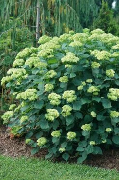 Invincibelle Sublime Smooth Hydrangea - 3 Gallon Pot 16 Invincibelle Sublime Smooth Hydrangea - 3 Gallon Pot -Garden Plants hydrangea arborescens invincibelle sublime 6