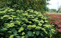 Invincibelle Sublime Smooth Hydrangea - 3 Gallon Pot 15 Invincibelle Sublime Smooth Hydrangea - 3 Gallon Pot -Garden Plants hydrangea arborescens invincibelle sublime 8