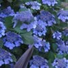 Bluebird Hydrangea - 3 Gallon Pot -Garden Plants hydrangea bluebird 21