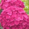 Charm Red Hydrangea - 3 Gallon Pot -Garden Plants hydrangea charm red 5