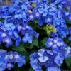 Endless Summer 'Pop Star' Hydrangea - 3 Gallon Pot