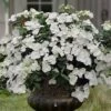 Fairytrail Bride Cascade Hydrangea - 3 Gallon Pot -Garden Plants hydrangea fairytrail bride 11