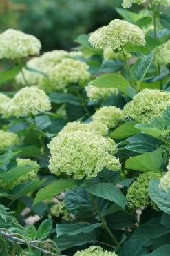 Invincibelle Sublime Smooth Hydrangea - 3 Gallon Pot 17 Invincibelle Sublime Smooth Hydrangea - 3 Gallon Pot -Garden Plants hydrangea invincibelle sublime 500x750 1