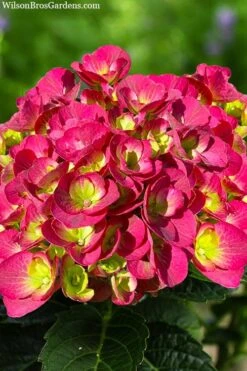 Front Page 27 Akadama Hydrangea - 3 Gallon Pot