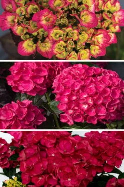 Akadama Hydrangea - 3 Gallon Pot -Garden Plants hydrangea macrophylla akadama 3