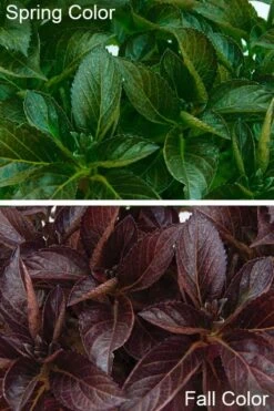 Akadama Hydrangea - 3 Gallon Pot -Garden Plants hydrangea macrophylla akadama 4