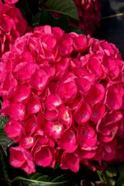 Akadama Hydrangea - 3 Gallon Pot -Garden Plants hydrangea macrophylla akadama 6