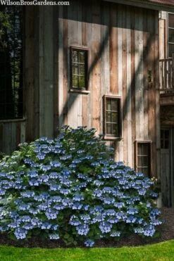Blue Wave Lacecap Hydrangea - 3 Gallon Pot -Garden Plants hydrangea macrophylla blue wave 22