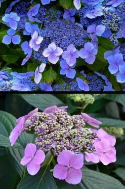 Blue Wave Lacecap Hydrangea - 3 Gallon Pot -Garden Plants hydrangea macrophylla blue wave 24