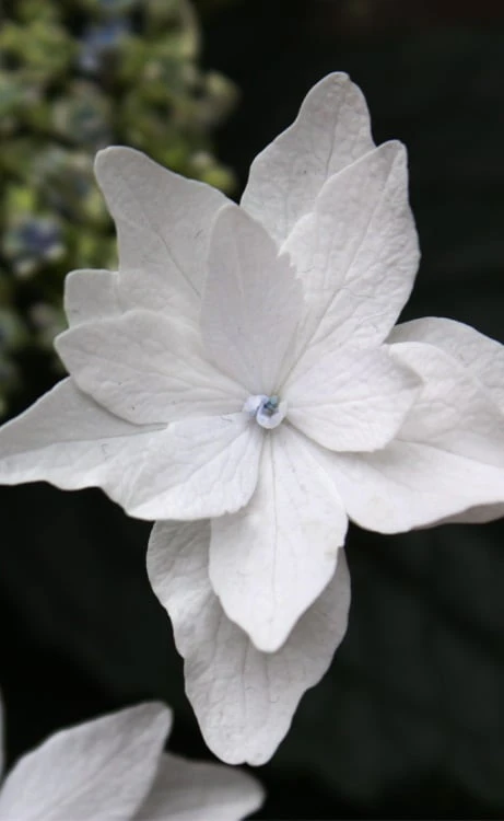 Fuji Waterfall Hydrangea - 3 Gallon Pot 3 Fuji Waterfall Hydrangea - 3 Gallon Pot