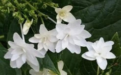 Fuji Waterfall Hydrangea - 3 Gallon Pot 11 Fuji Waterfall Hydrangea - 3 Gallon Pot -Garden Plants hydrangea macrophylla fuji waterfall 2