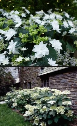 Fuji Waterfall Hydrangea - 3 Gallon Pot 12 Fuji Waterfall Hydrangea - 3 Gallon Pot -Garden Plants hydrangea macrophylla fuji waterfall 4