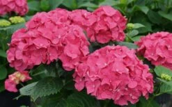 Let's Dance 'Big Band' Dwarf Hydrangea - 3 Gallon Pot -Garden Plants hydrangea macrophylla lets dance big band 1