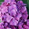 Let's Dance 'Big Band' Dwarf Hydrangea - 3 Gallon Pot 1 Let's Dance 'Big Band' Dwarf Hydrangea - 3 Gallon Pot -Garden Plants hydrangea macrophylla lets dance big band 2