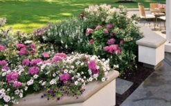 Let's Dance 'Big Band' Dwarf Hydrangea - 3 Gallon Pot -Garden Plants hydrangea macrophylla lets dance big band 3