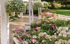 Let's Dance 'Big Band' Dwarf Hydrangea - 3 Gallon Pot -Garden Plants hydrangea macrophylla lets dance big band 4