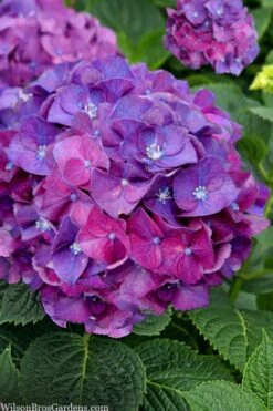 Let's Dance 'Big Band' Dwarf Hydrangea - 3 Gallon Pot -Garden Plants hydrangea macrophylla lets dance big band 5