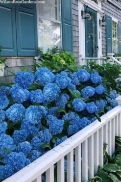 Nantucket Blue Hydrangea - 3 Gallon Pot -Garden Plants hydrangea macrophylla nantucket 2