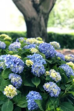 Nantucket Blue Hydrangea - 3 Gallon Pot -Garden Plants hydrangea macrophylla nantucket 3